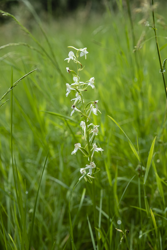 Vannerödsängskrona