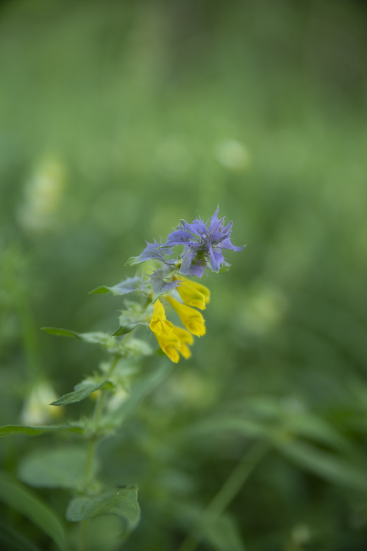 Vannerödsängskrona