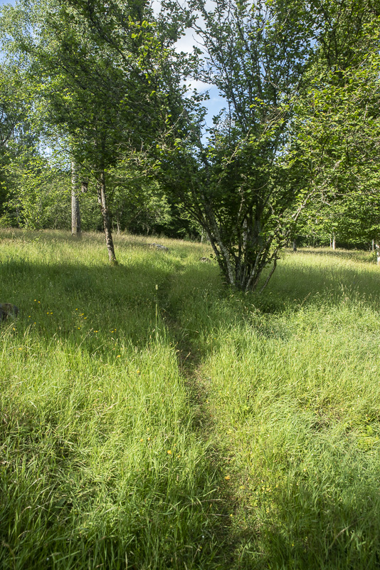 Vannerödsängskrona