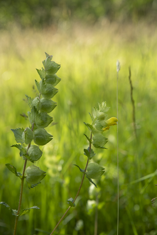 Vannerödsängskrona