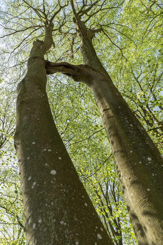 Hjärnarps prästaskog