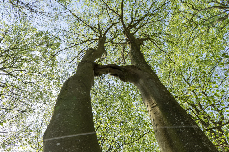 Hjärnarps prästaskog