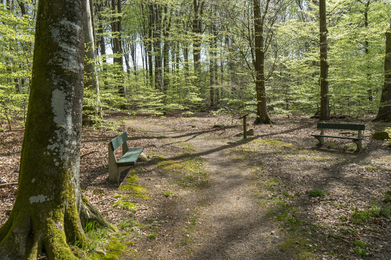 Hjärnarps prästaskog