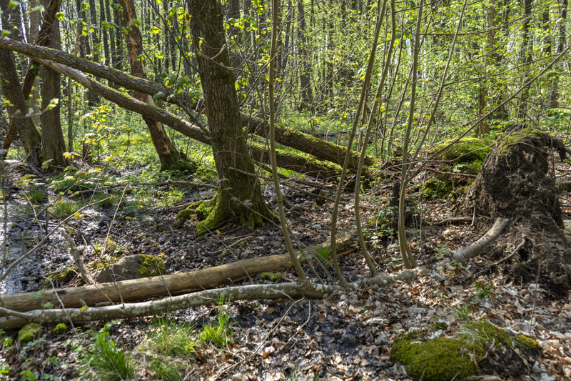 Hjärnarps prästaskog