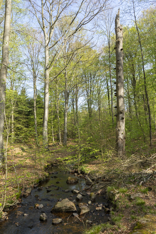 Hjärnarps prästaskog