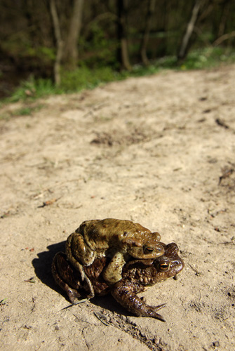 Vanlig padda