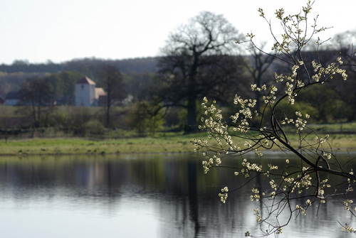 Sälg
