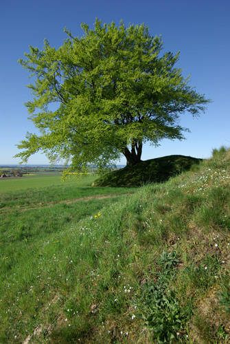 Rönneberga backar