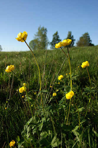 Smörbollar