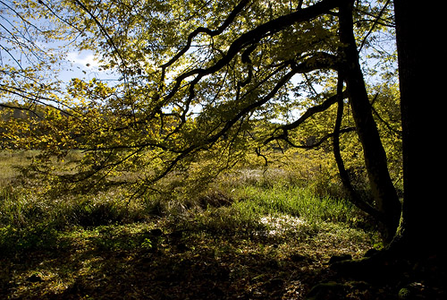 Strandskog vid Rönneå