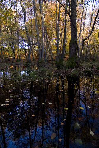 Alkärr i Jällabjärs NR