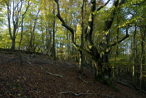 Utmarksbok