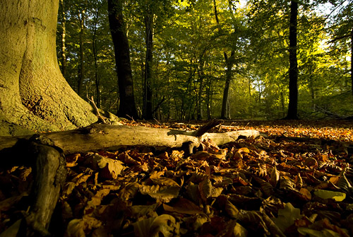 Pålsjö skog