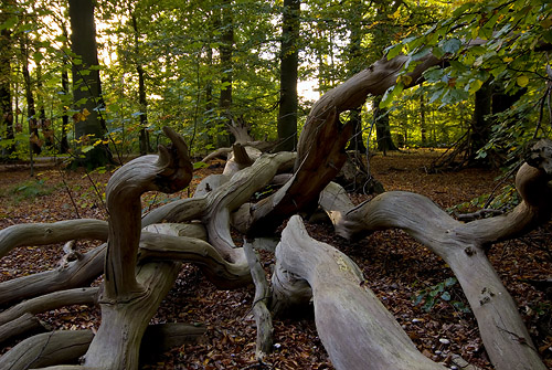 Pålsjö skog