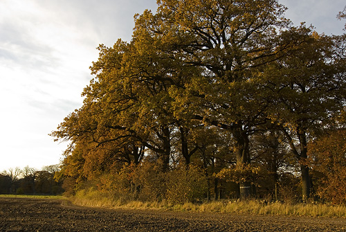 Rosendal, Helsingborg