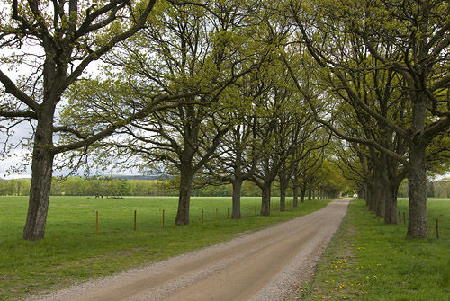 Ekallé vid Rössjöholm