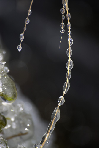 Vinter