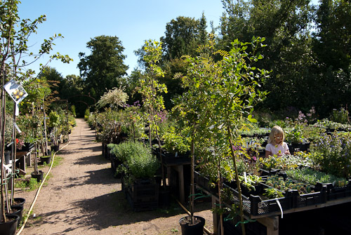 Plantskola