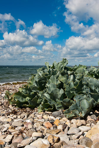 Strandkål