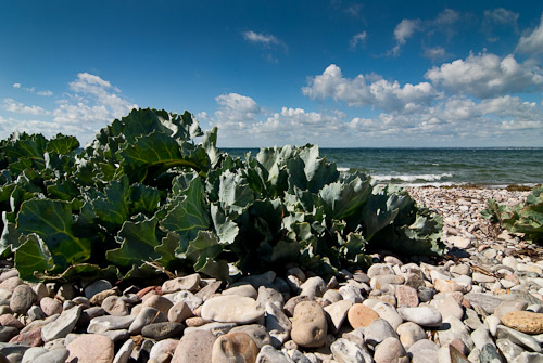 Strandkål