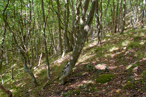 Avenbokskog på Stenshuvud