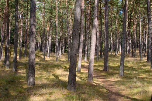 Tallskog i Yngsjö