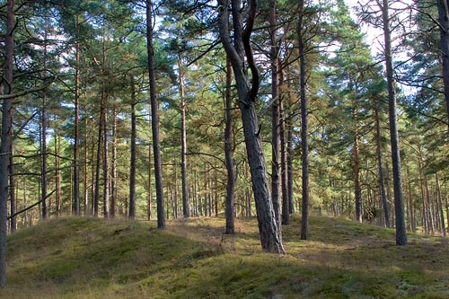Tallskog i Yngsjö