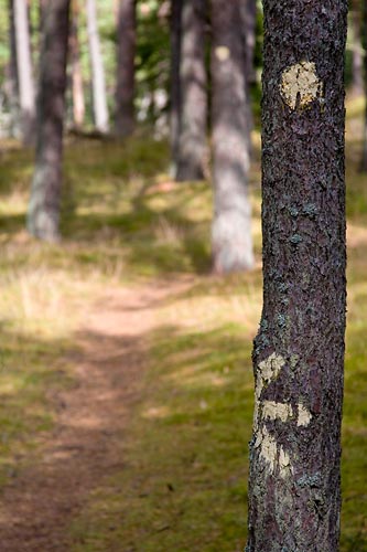 Följa stigen