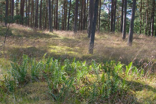 Tallskog i Yngsjö