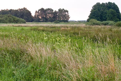Egeside