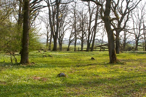 Linnebjär naturreservat