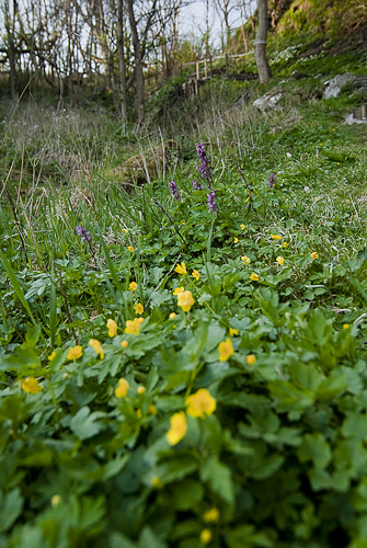 Vårblommor Ablahamn