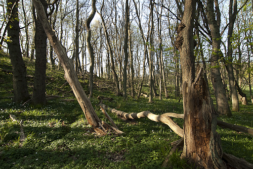 Ekskog