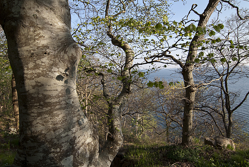 Bok - Kullaberg