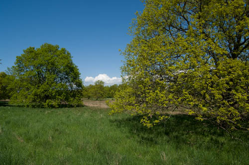 Exersisfältet