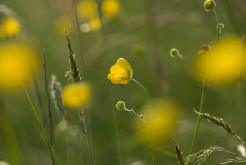 Smörblommor