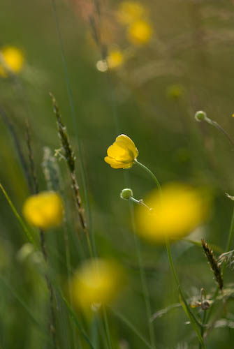 Smörblommor