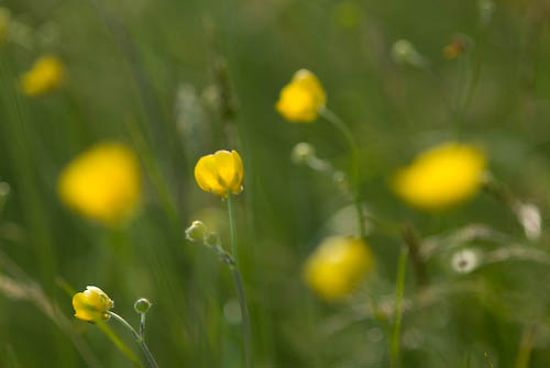Smörblommor