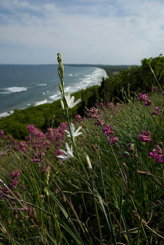 Stenshuvud