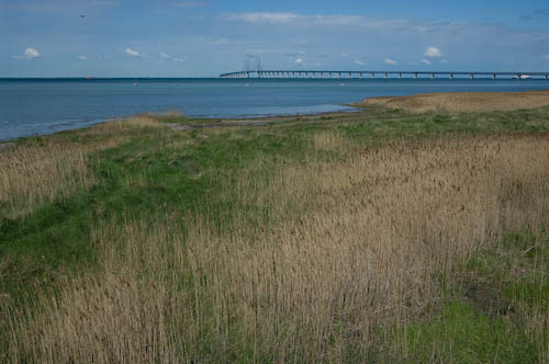 Bunkeflo strandängar