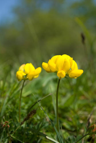Käringtand