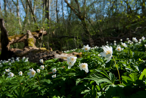 Vitsippsmatta