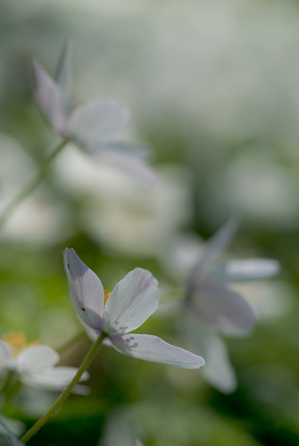 Vårblomning