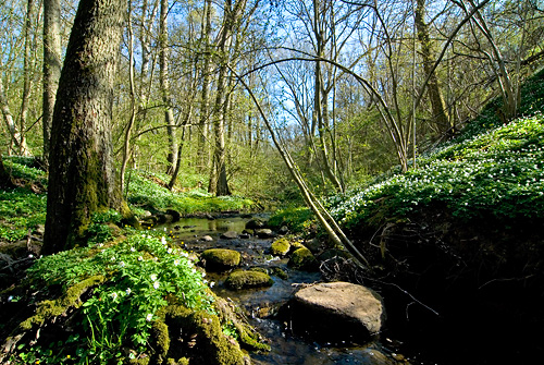 Borgenbäcken
