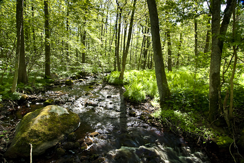Axelstorps skogar