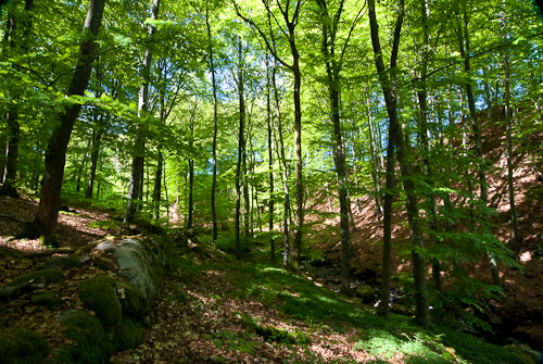 Axelstorps skogar