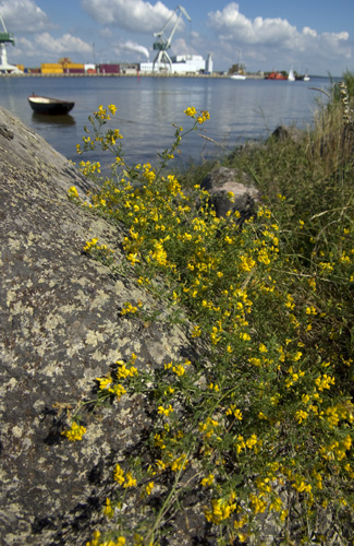 Åhus hamn