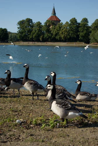 Pildammsparken