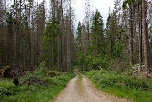 Nytebodaskogen