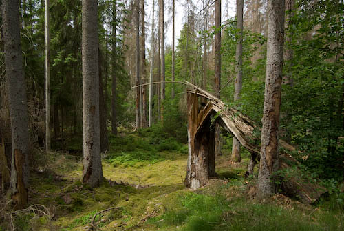 Nytebodaskogen
